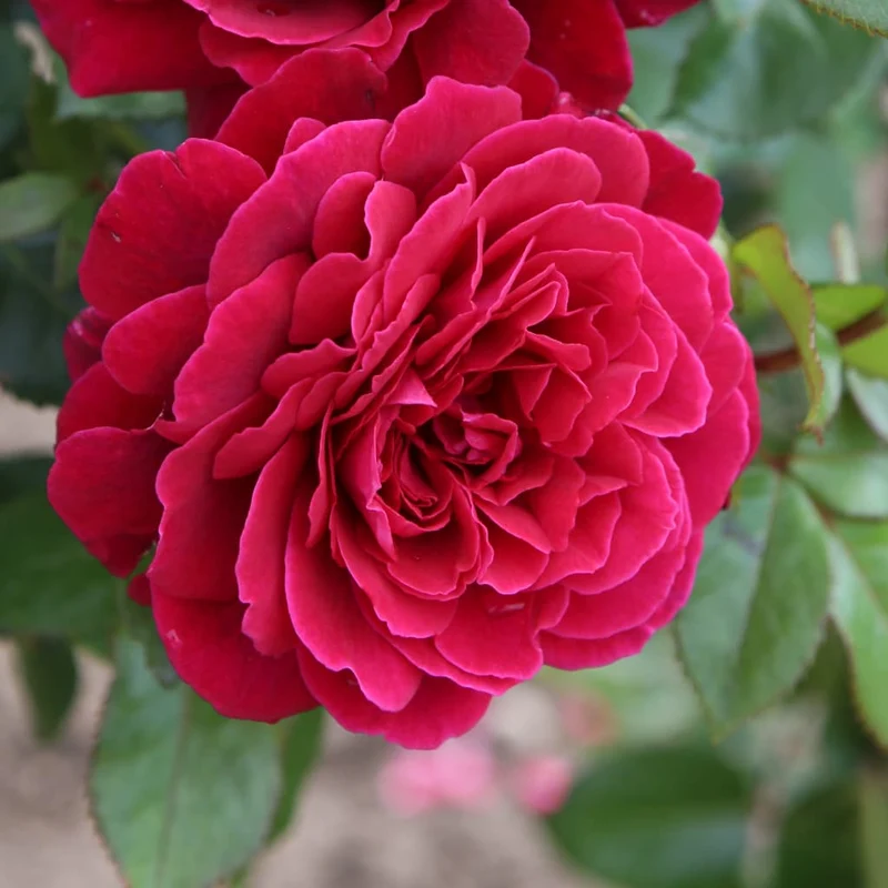 Edelrose 'Bellevue'® Purpurrot