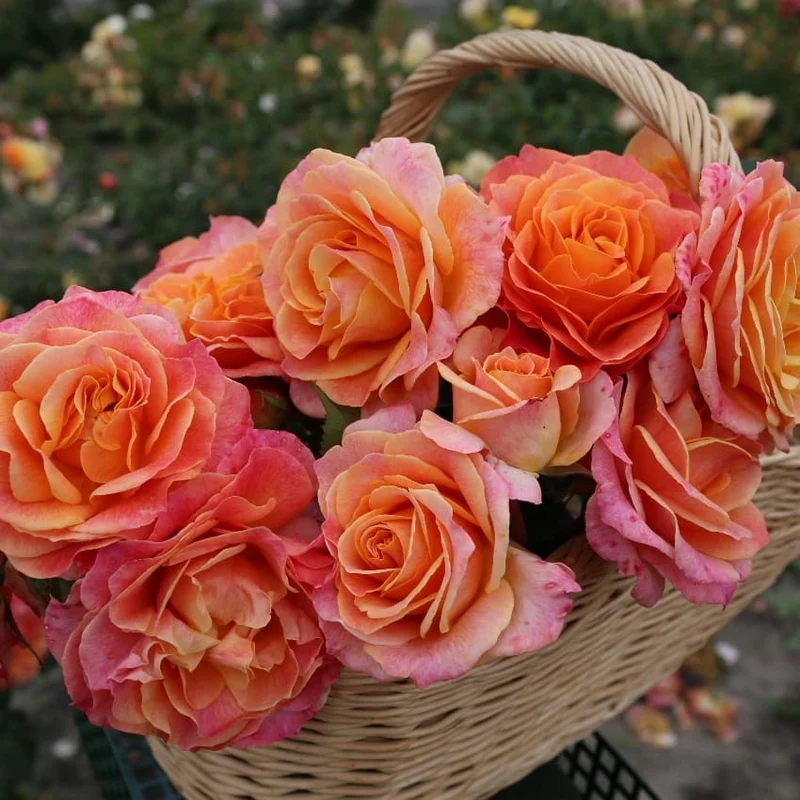 Edelrose 'Better Times'® Gelb-Orange-Rosa
