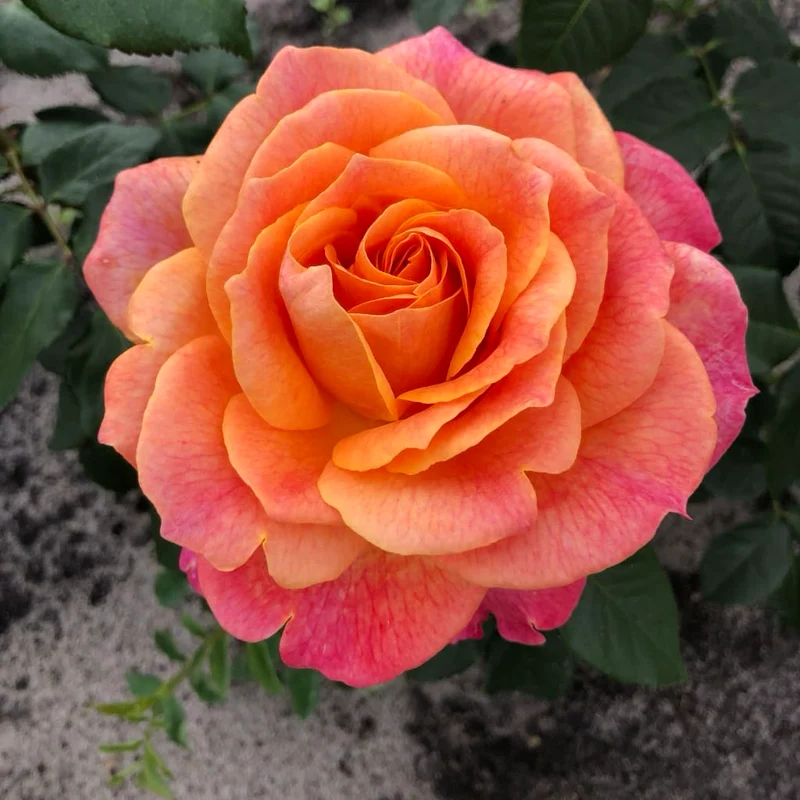 Edelrose 'Better Times'® Gelb-Orange-Rosa