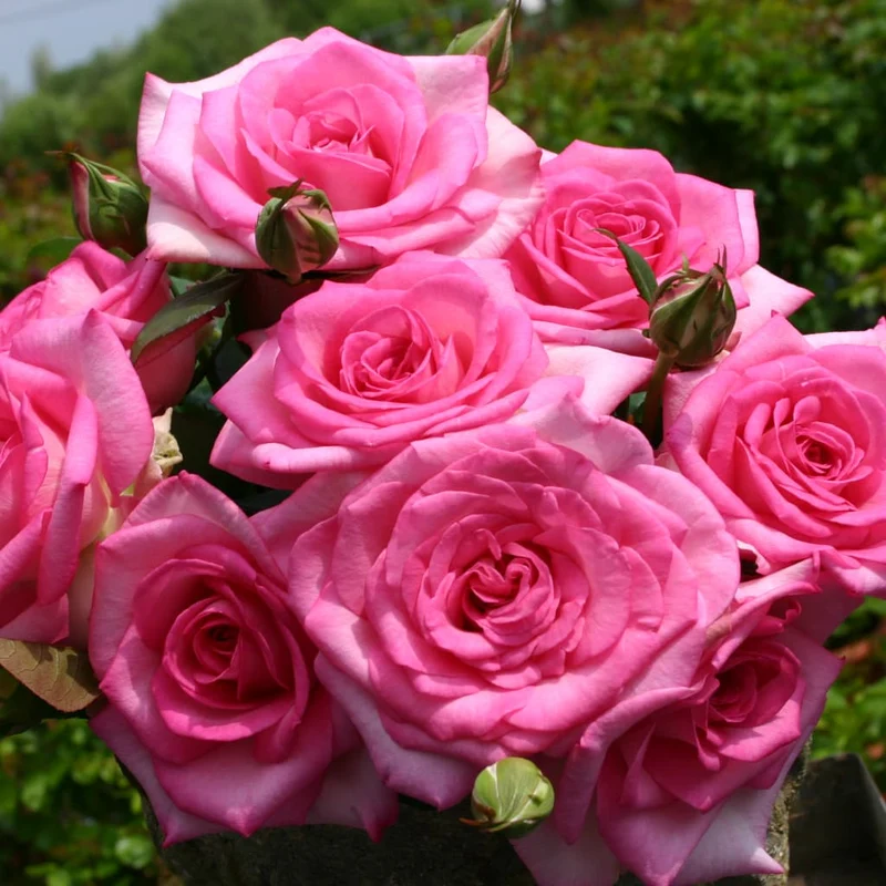 Edelrose 'Beverly'® Zartrosa
