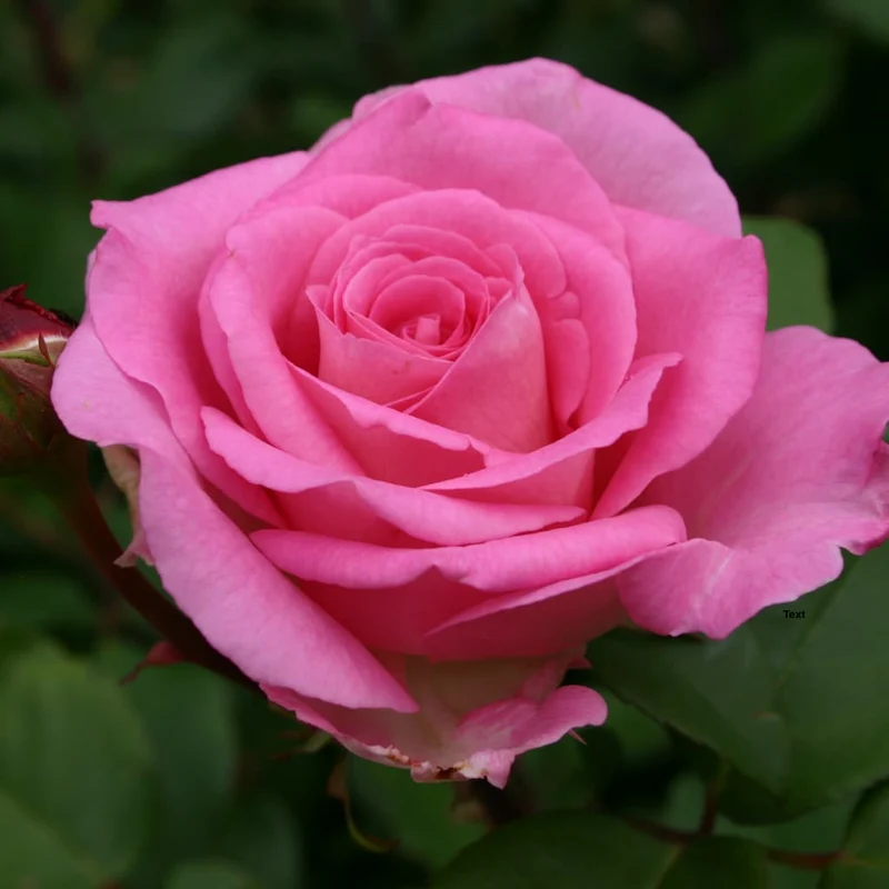 Edelrose 'Beverly'® Zartrosa
