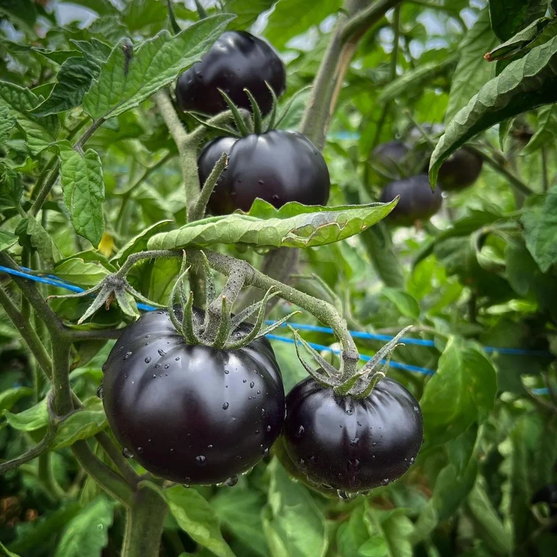 Black Beauty Tomato Seeds – Rare, Heirloom, and Extra Dark Skinned Tomatoes