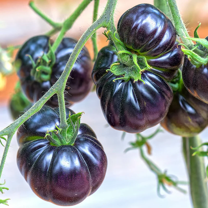 Black Beauty Tomato Seeds – Rare, Heirloom, and Extra Dark Skinned Tomatoes