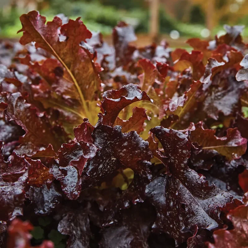Red Salad Bowl Lettuce Seeds – Fresh & Crisp Organic Lettuce for Your Garden
