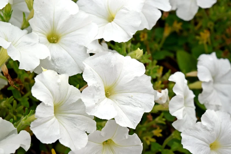 Pure White Petunia Seeds – Elegant Snowy Blooms for Gardens & Hanging Baskets