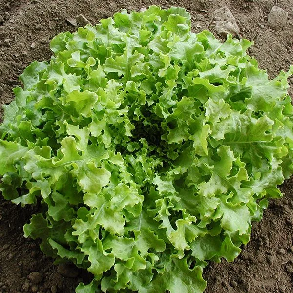 Salad Bowl Lettuce Seeds – Fresh, Crisp & Easy to Grow for Your Garden