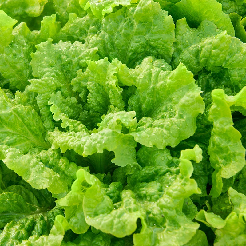 Black Seeded Simpson Lettuce Seeds – Fresh, Heirloom Variety for Home Gardens