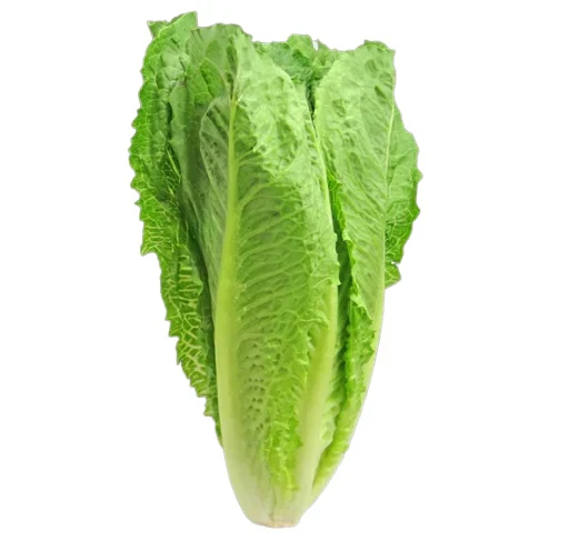 Green Romaine Lettuce Seeds – Fresh & Crisp Home-Grown Greens