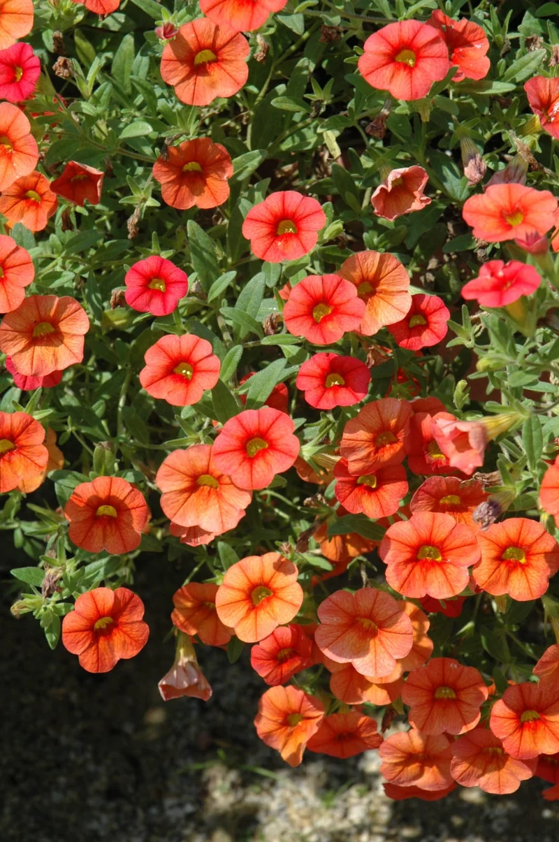 Petunia Seeds (Apricot Petunia Seeds) - Warm Peachy Blooms for Gardens & Hanging Baskets