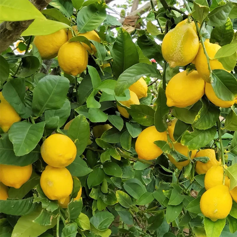 Lumia Lemon Seeds for Planting – Grow Exotic Citrus Trees at Home