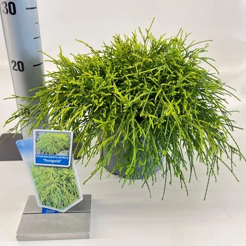 Zwergzypresse (Chamaecyparis p. 'Sungold')