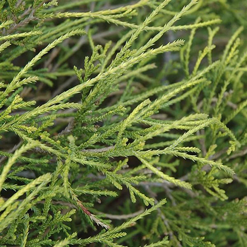 Zypresse (Chamaecyparis p. 'Filifera Nana')