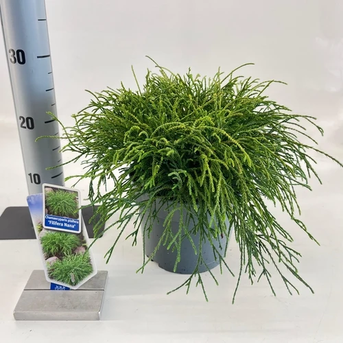 Zypresse (Chamaecyparis p. 'Filifera Nana')