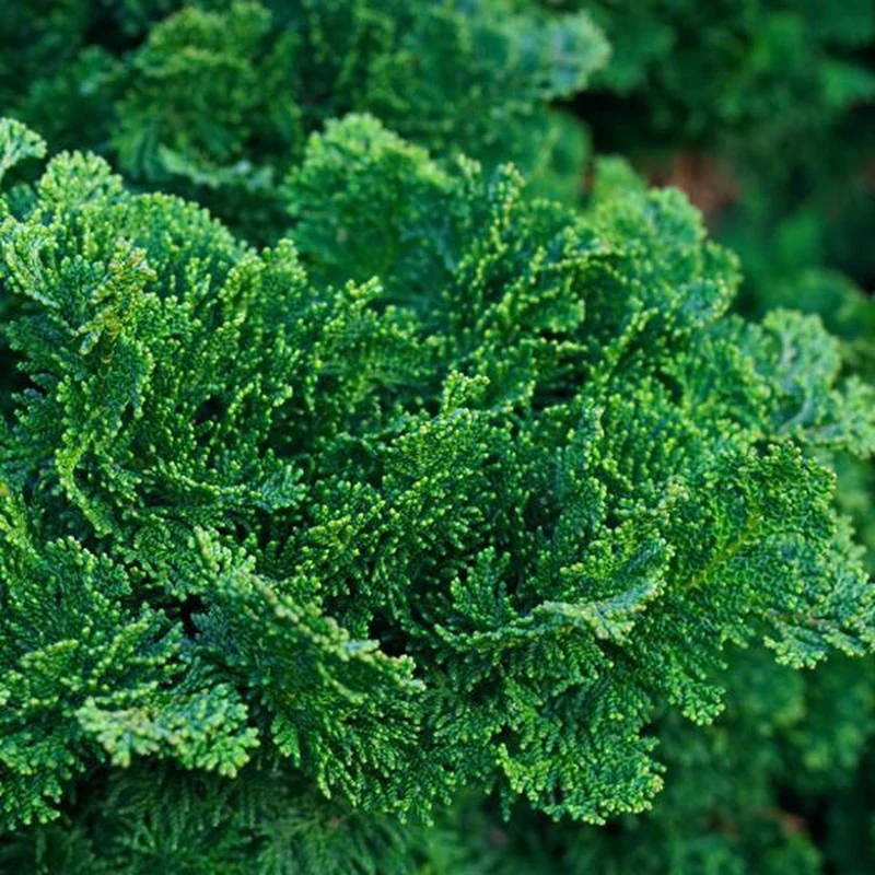Zwergzypresse (Chamaecyparis obt. 'Nana Gracilis')