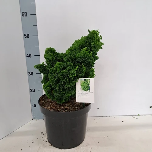 Zwergzypresse (Chamaecyparis obt. 'Nana Gracilis')