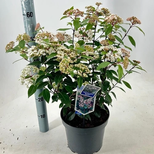 Schneeball (Viburnum tinus Spirit)
