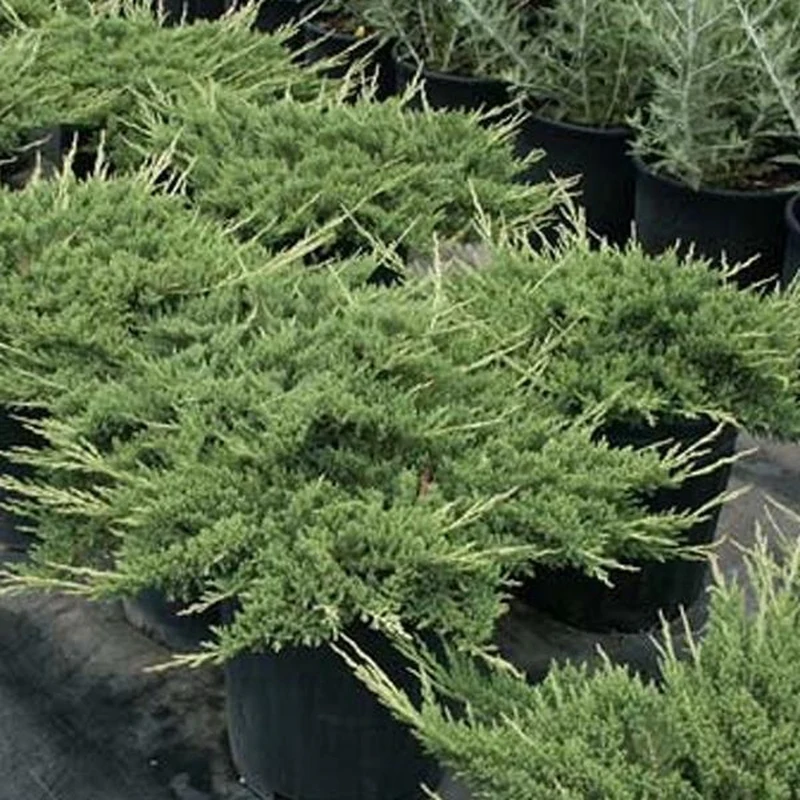 Wacholder (Juniperus horizontalis 'Prince of Wales')