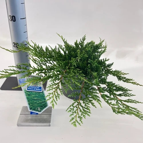 Wacholder (Juniperus horizontalis 'Prince of Wales')