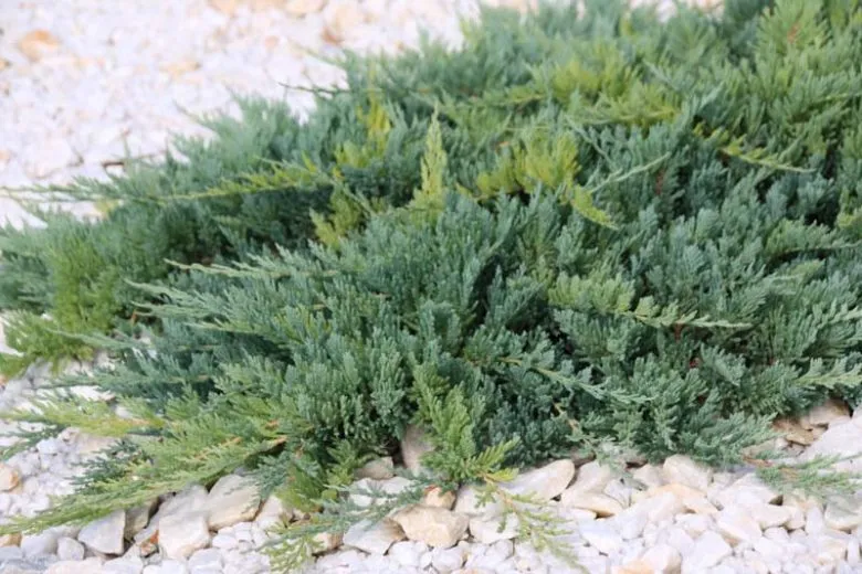 Wacholder (Juniperus horizontalis 'Blue Chip')