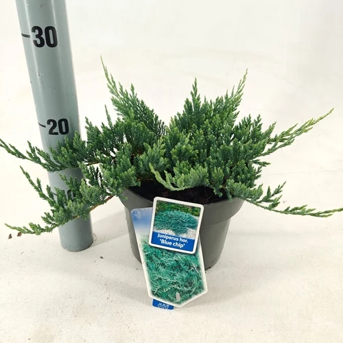 Wacholder (Juniperus horizontalis 'Blue Chip')
