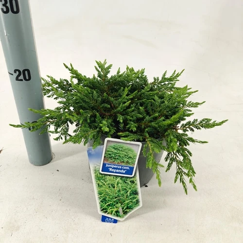 Wacholder (Juniperus comm. 'Repanda')
