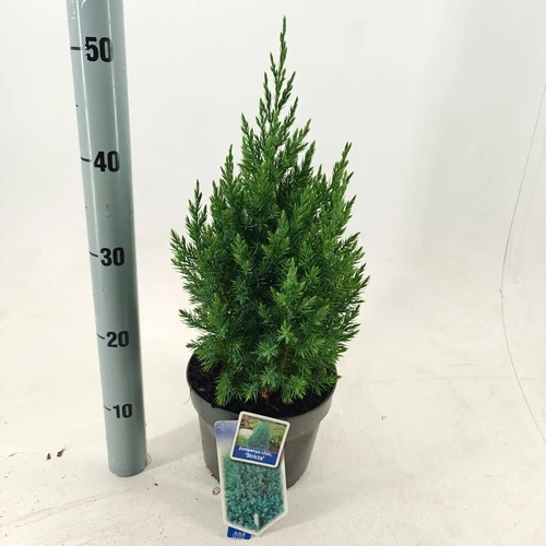 Wacholder (Juniperus chin. 'Stricta')