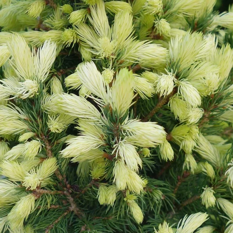 Weißfichte (Picea glauca 'JW Daisy's White')