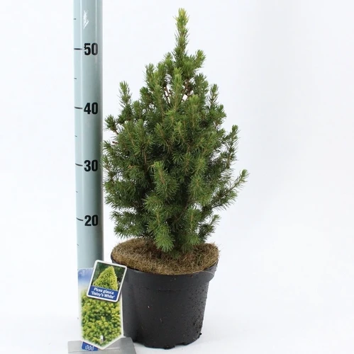 Weißfichte (Picea glauca 'JW Daisy's White')