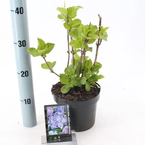 Hortensie (Hydrangea Macrophylla 'Renate Steiniger')