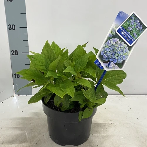 Hortensie (Hydrangea macrophylla 'Nikko Blue')