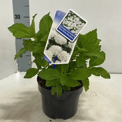 Hortensie (Hydrangea Macrophylla 'Mme Emile Mouillere')