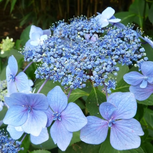 Hortensie (Hydrangea macrophylla 'Mariesii Perfecta' ('Blue Wave'))