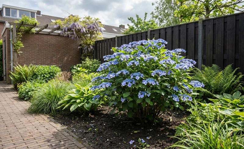 Hortensie (Hydrangea macrophylla 'Mariesii Perfecta' ('Blue Wave'))