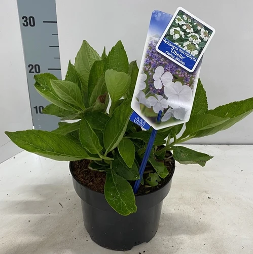Hortensie (Hydrangea macrophylla 'Dragonfly' (Teller White))