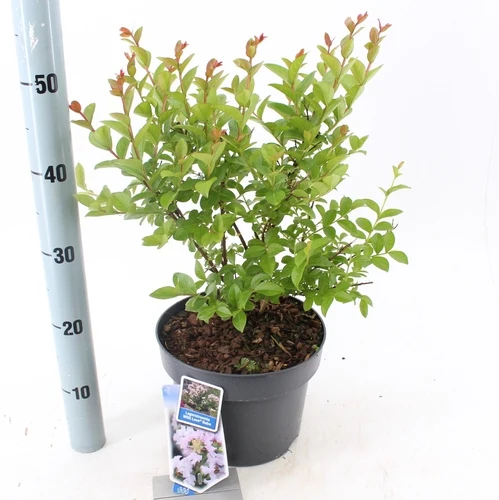 Lagerstroemia (Lagerstroemia indica With Love Babe)