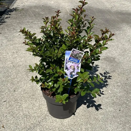 Lagerstroemia (Lagerstroemia indica With Love Babe)