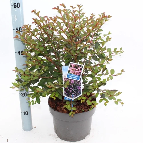Lagerstroemia (Lagerstroemia Choco Pink)