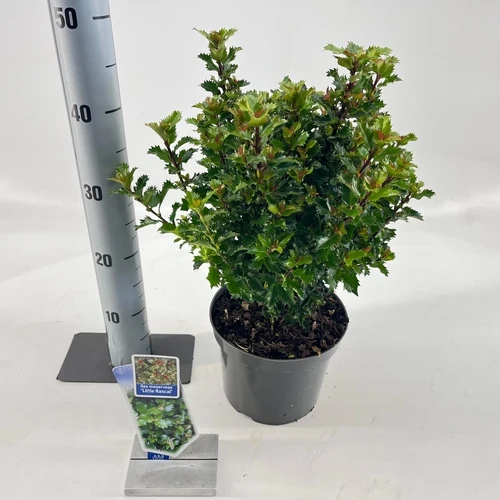 Stechpalme (Ilex meserveae 'Little Rascal')