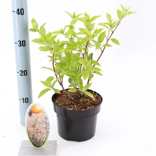Hortensie (Hydrangea paniculata 'Phantom')