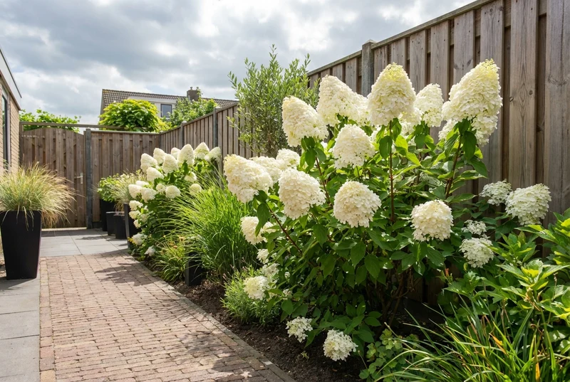 Hortensie (Hydrangea paniculata 'Phantom')