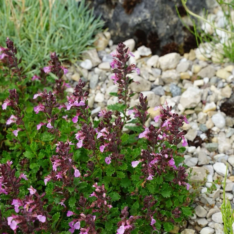 Gamander Rosa