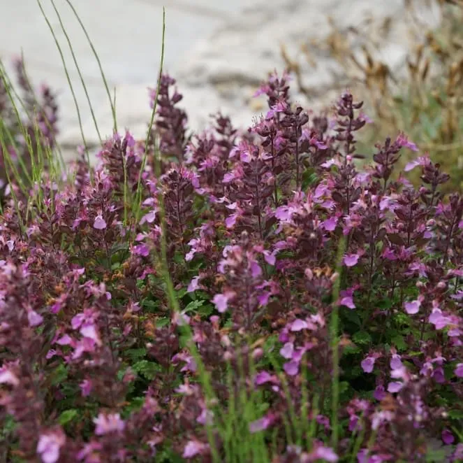 Gamander Rosa