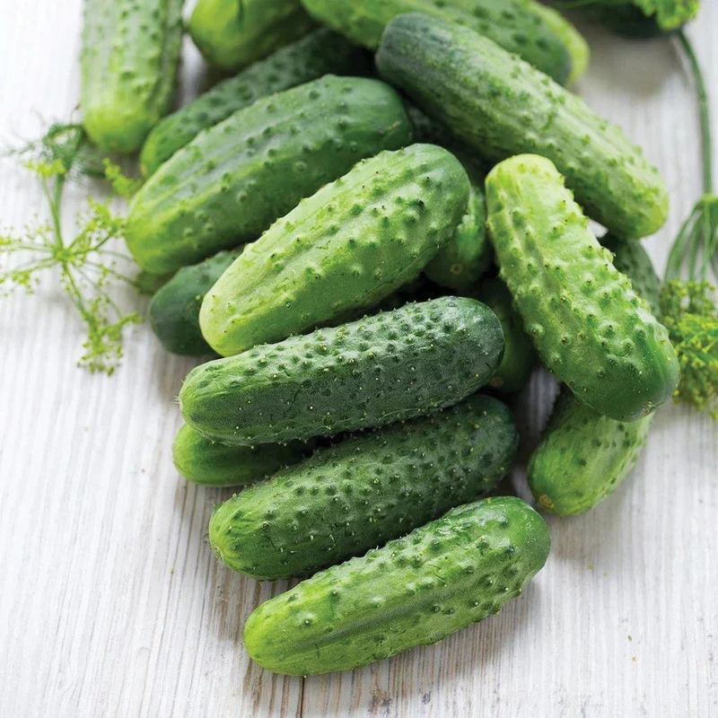 Homemade Pickles Cucumber Seeds – Heirloom, Crisp & Prolific Variety