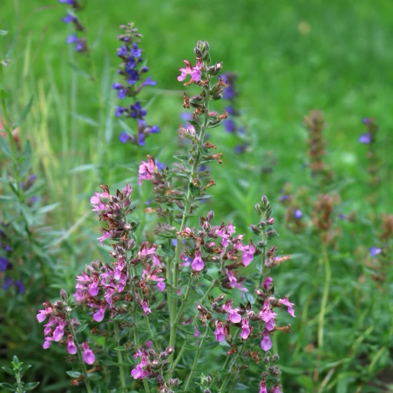Gamander Rosa