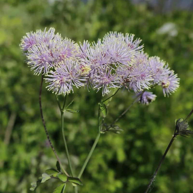 Wiesenraute Rosa