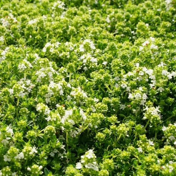 Thymian 'Albiflorus' Weiß