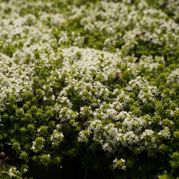 Thymian 'Albiflorus' Weiß