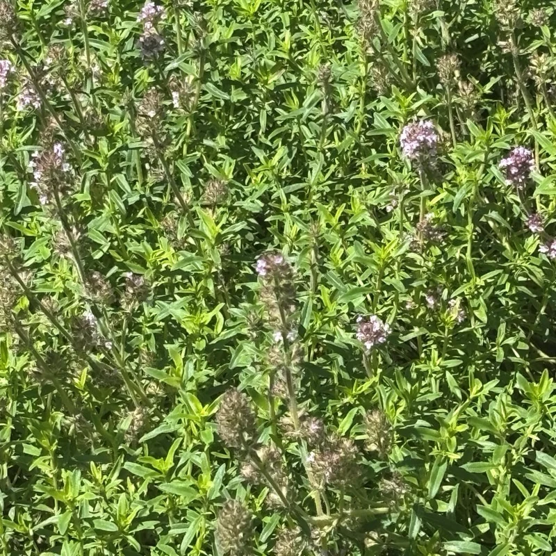 Feld-Thymian Rosa