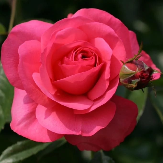 Kletterrose 'Rosanna'® Lachrosa
