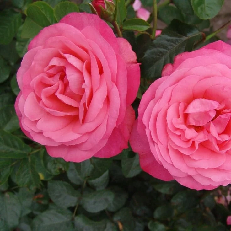Kletterrose 'Rosanna'® Lachrosa